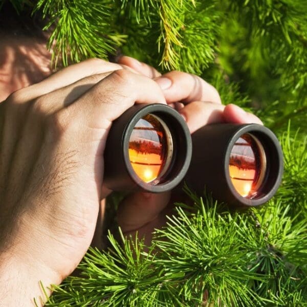 spying from bushes