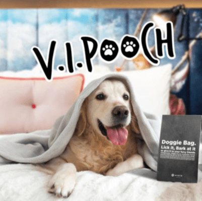 Ovolo Hotels Introduces V.I.Pooch