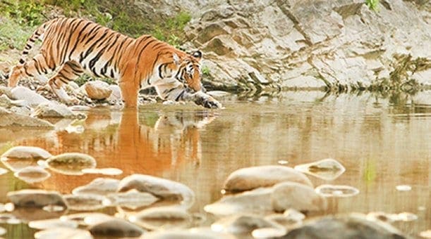 Karma Sitabani tiger population