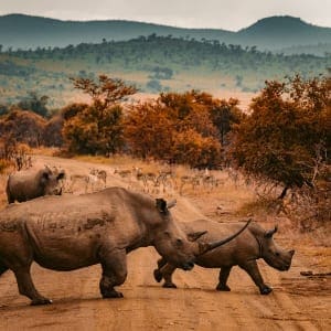 UNWTO adapts agenda for Africa to accelerate tourism recovery