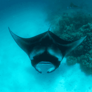 Amilla Maldives mantas protection