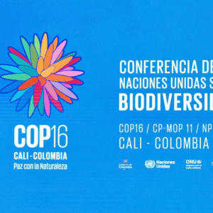 COP16